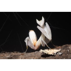 Mantis orquidea - hymenopus coronatus